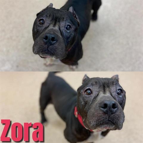 ZORA