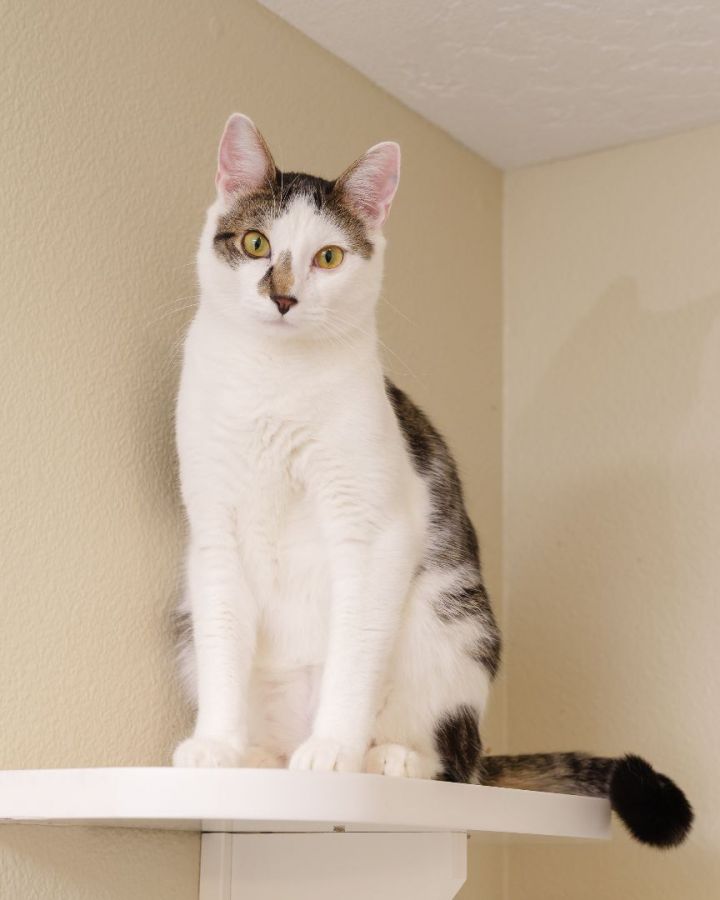 Monty, an adoptable Domestic Short Hair in Boise, ID_image-2