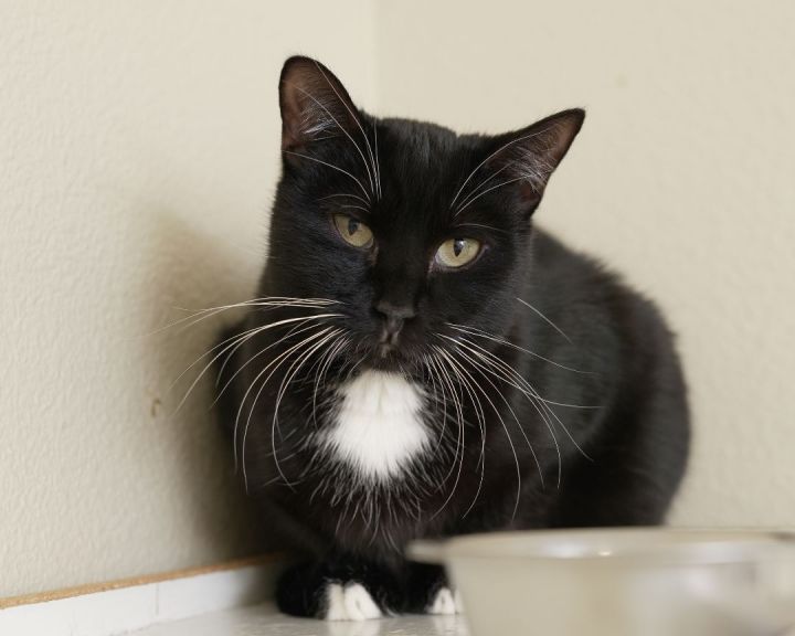 Gamble, an adopted Domestic Short Hair in Boise, ID_image-1