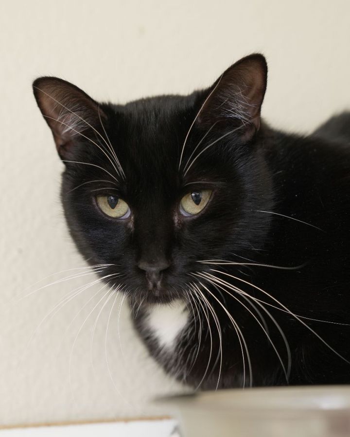 Gamble, an adopted Domestic Short Hair in Boise, ID_image-2