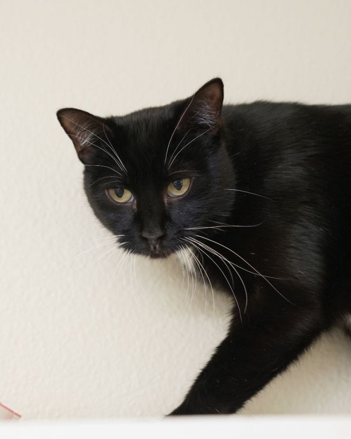 Gamble, an adopted Domestic Short Hair in Boise, ID_image-3