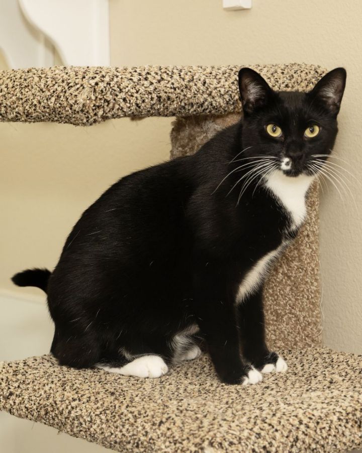 Potter, an adopted Domestic Short Hair in Boise, ID_image-1