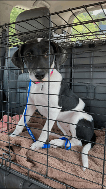 Dolly, an adoptable Pointer & Labrador Retriever Mix in Fayetteville, AR_image-5