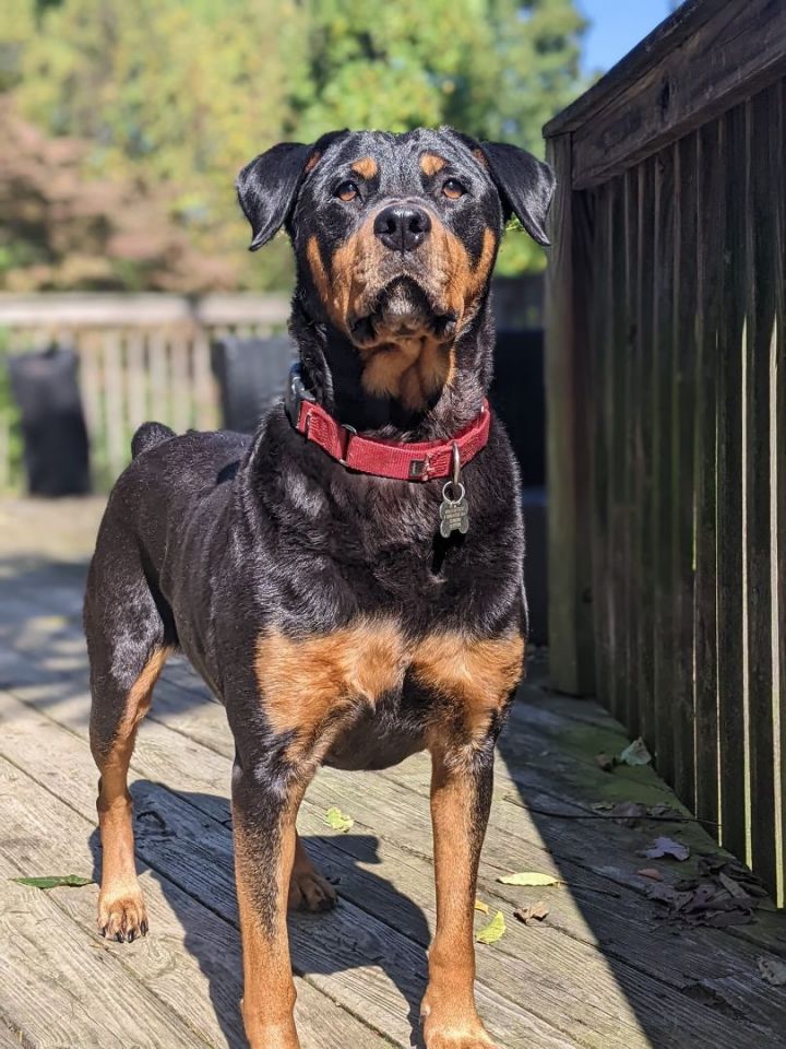 Petfinder rottweiler hot sale