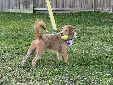 Gru, an adoptable Terrier Mix in Plantersville, TX_image-2