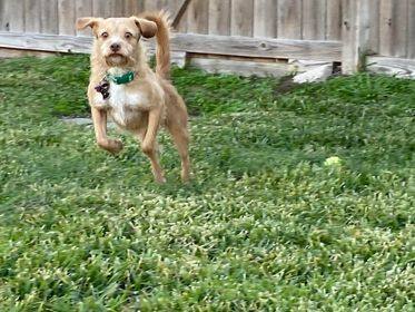 Gru, an adoptable Terrier Mix in Plantersville, TX_image-6