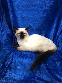 Tinsely, an adoptable Siamese, Ragdoll in Gainesville, FL, 32614 | Photo Image 1