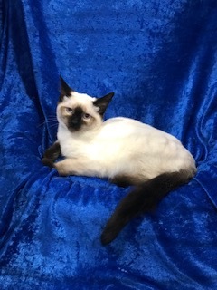 Petfinder ragdoll store