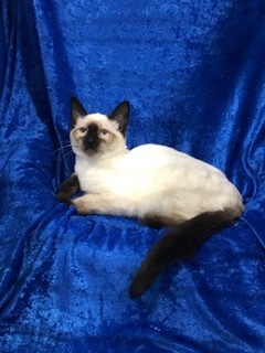 Tinsely, an adoptable Siamese, Ragdoll in Gainesville, FL, 32614 | Photo Image 3