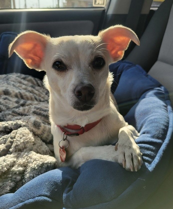 Coronet, an adoptable Chihuahua & Terrier Mix in Los Alamitos, CA_image-1