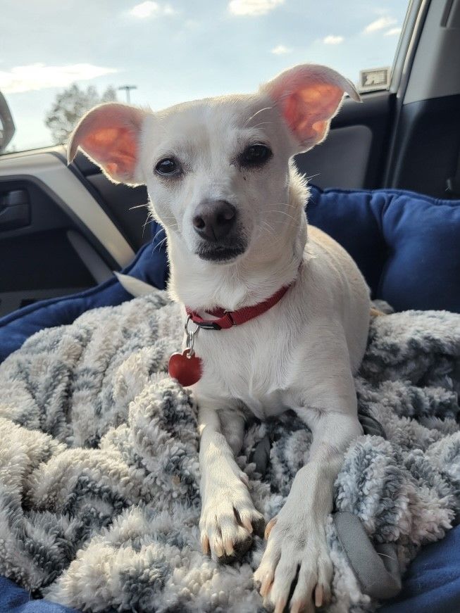 Coronet, an adoptable Chihuahua & Terrier Mix in Los Alamitos, CA_image-5