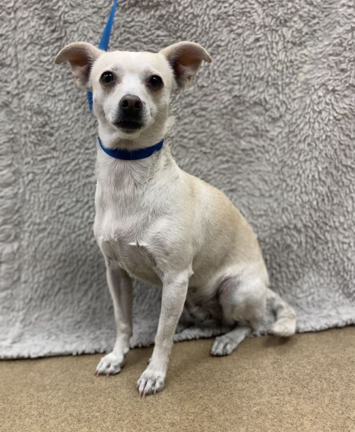 Coronet, an adoptable Chihuahua & Terrier Mix in Los Alamitos, CA_image-6