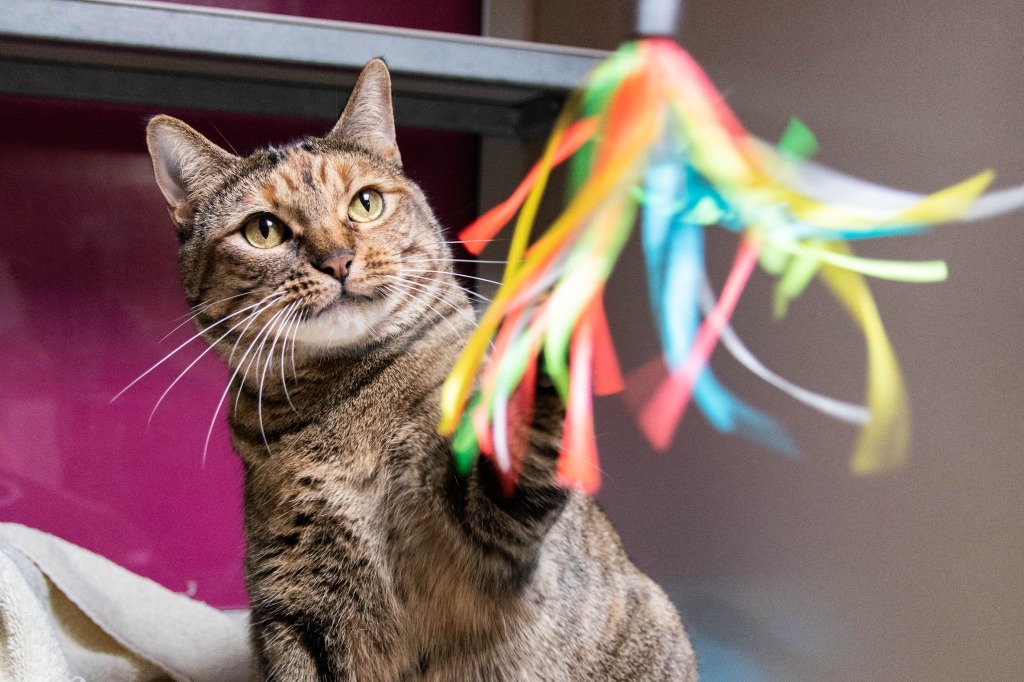 August, an adoptable Domestic Short Hair in Lansing, KS, 66043 | Photo Image 1