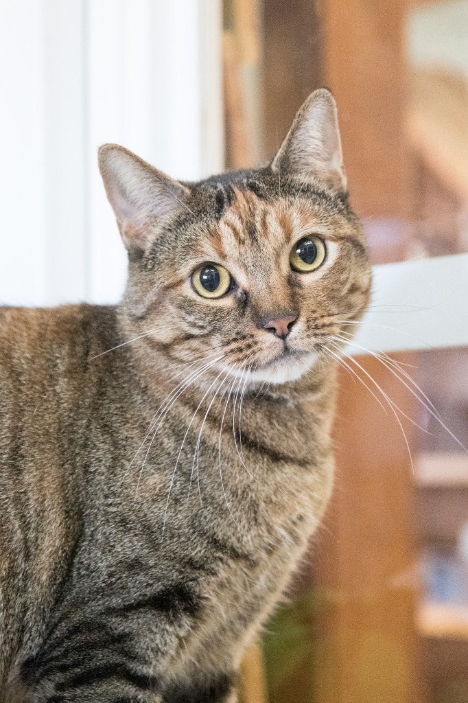 August, an adoptable Domestic Short Hair in Lansing, KS, 66043 | Photo Image 2