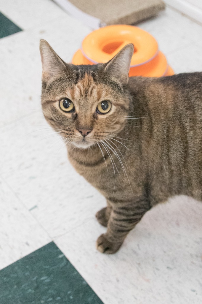 August, an adoptable Domestic Short Hair in Lansing, KS, 66043 | Photo Image 3