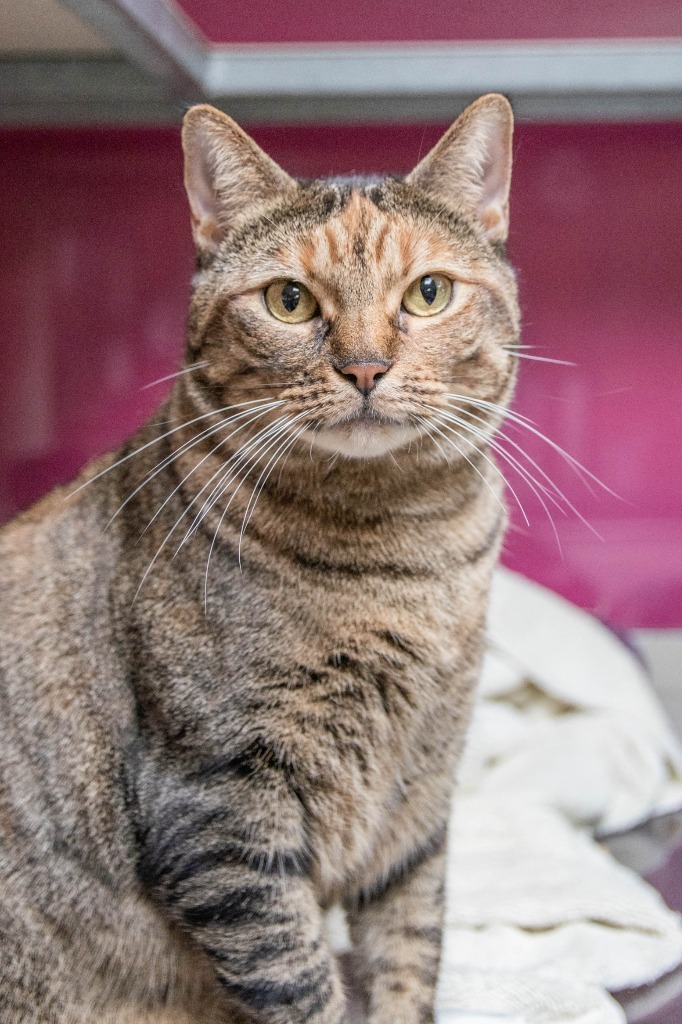 August, an adoptable Domestic Short Hair in Lansing, KS, 66043 | Photo Image 4