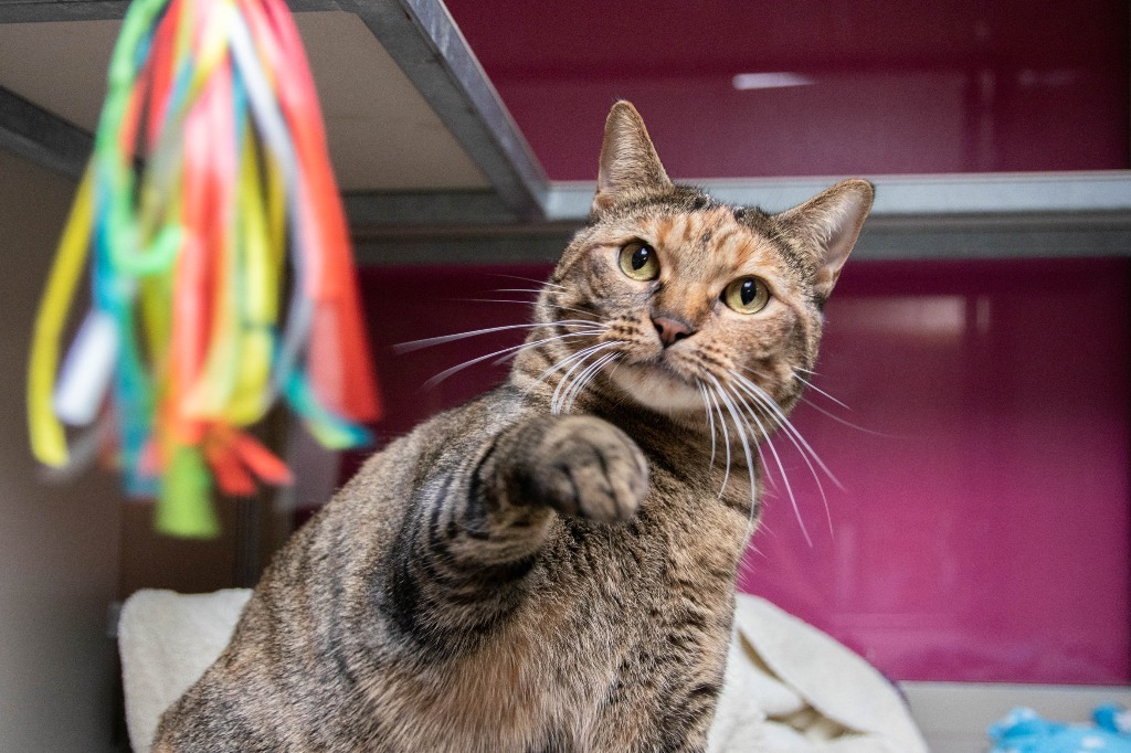 August, an adoptable Domestic Short Hair in Lansing, KS, 66043 | Photo Image 5