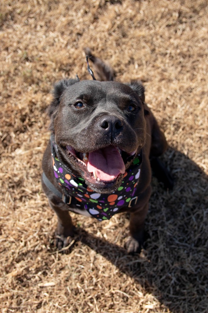 Jet, an adoptable American Staffordshire Terrier in Lansing, KS, 66043 | Photo Image 1