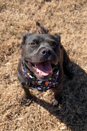 Jet, Adult Male American Staffordshire Terrier
