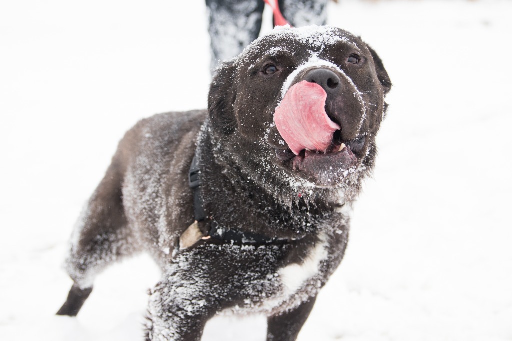 Jet, an adoptable American Staffordshire Terrier in Lansing, KS, 66043 | Photo Image 2