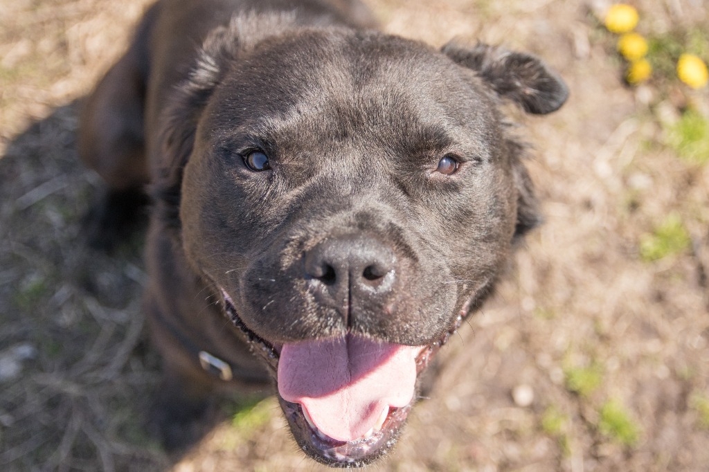 Jet, an adoptable American Staffordshire Terrier in Lansing, KS, 66043 | Photo Image 4