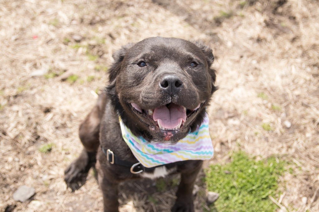 Jet, an adoptable American Staffordshire Terrier in Lansing, KS, 66043 | Photo Image 5