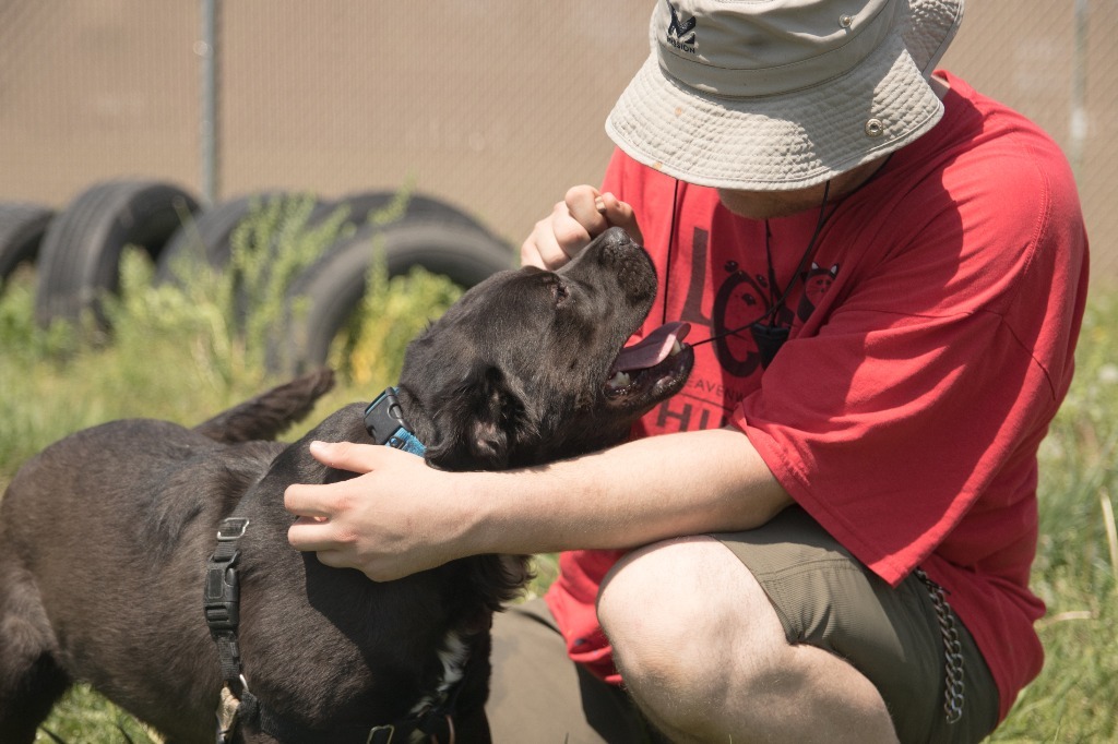 Jet, an adoptable American Staffordshire Terrier in Lansing, KS, 66043 | Photo Image 6