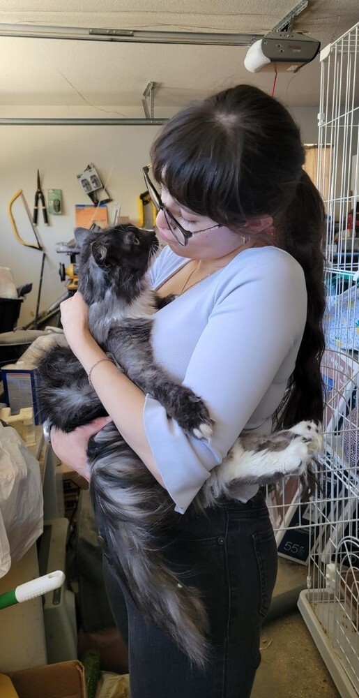 Zanooba, an adoptable Domestic Long Hair in Lancaster, CA, 93536 | Photo Image 3