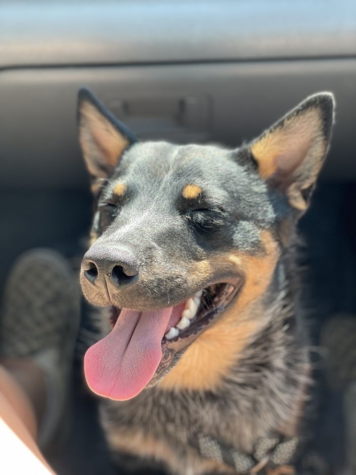 blue heeler teeth