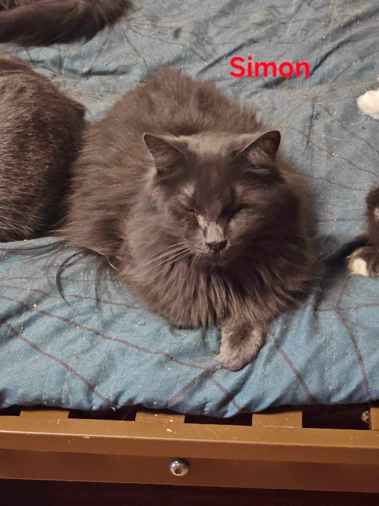 Simon