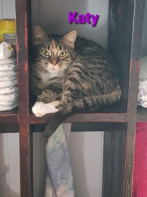 Katy, Adult Female Domestic Short Hair