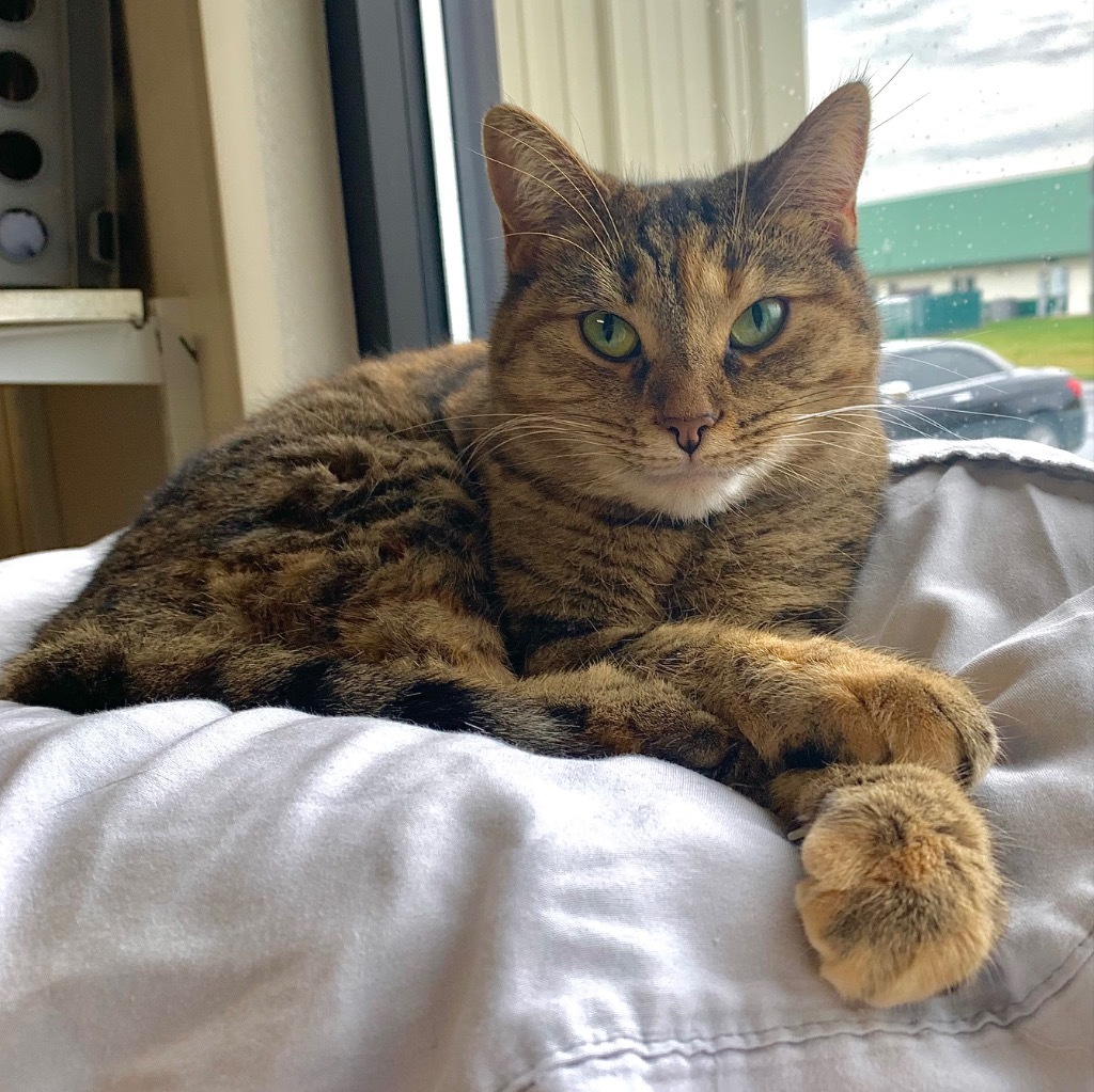 Jennie Lee, an adoptable Domestic Short Hair in Fremont, OH, 43420 | Photo Image 1