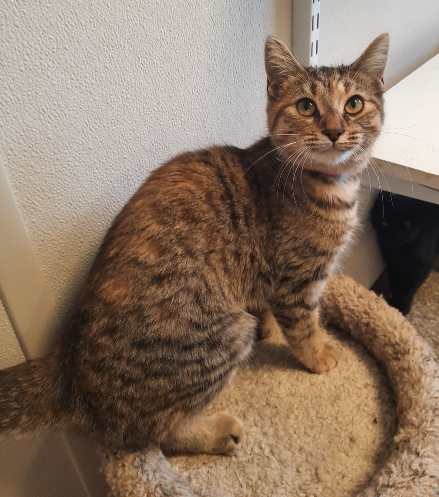 Jennie Lee, an adoptable Domestic Short Hair in Fremont, OH, 43420 | Photo Image 2