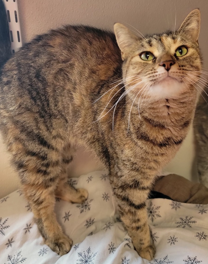 Jennie Lee, an adoptable Domestic Short Hair in Fremont, OH, 43420 | Photo Image 3