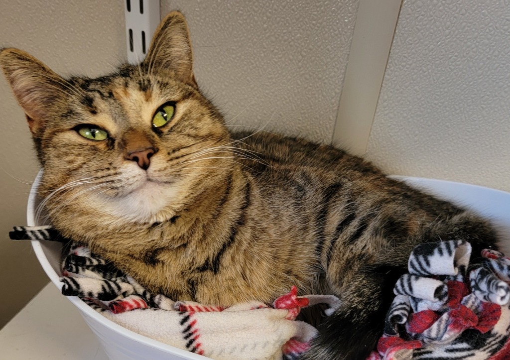 Jennie Lee, an adoptable Domestic Short Hair in Fremont, OH, 43420 | Photo Image 4