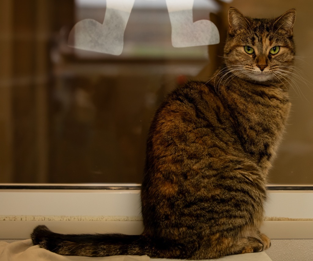 Jennie Lee, an adoptable Domestic Short Hair in Fremont, OH, 43420 | Photo Image 5