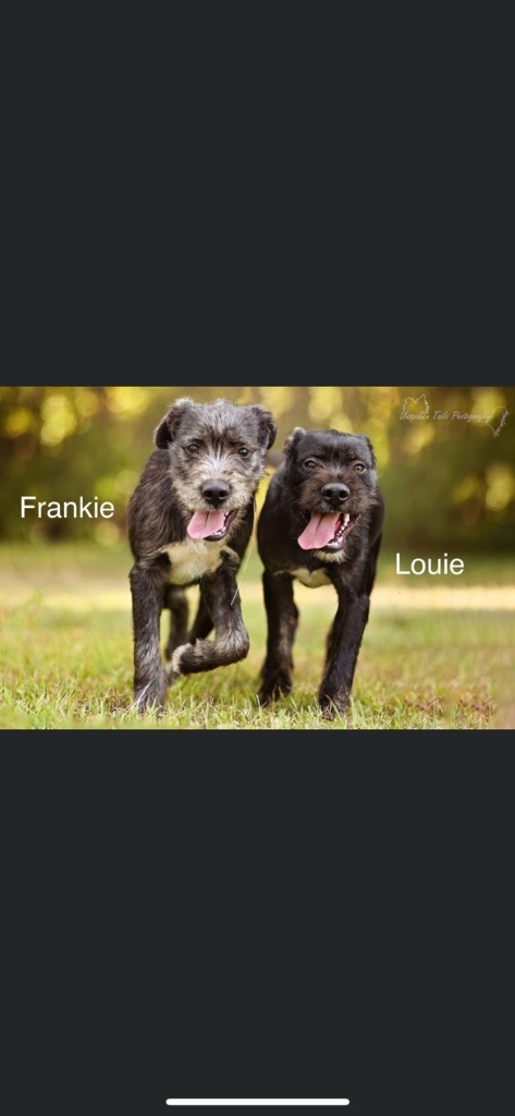 Louie