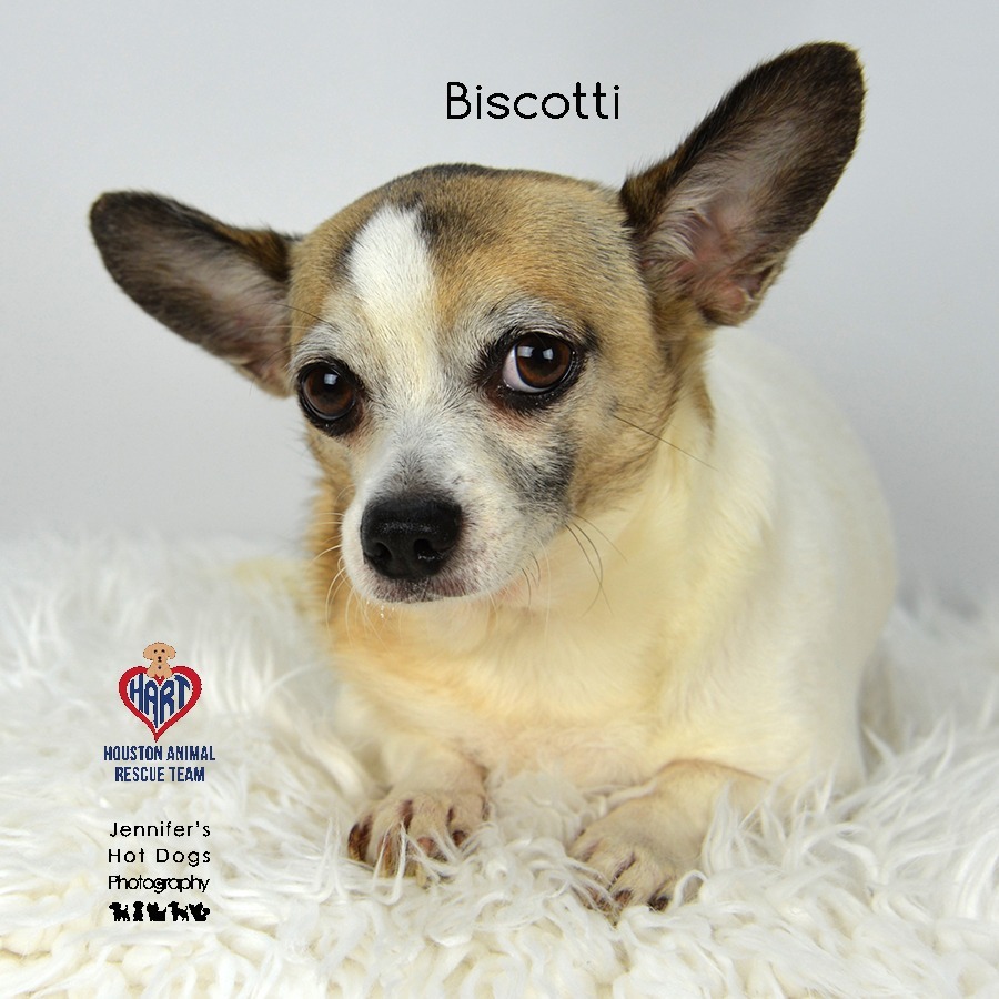 Biscotti