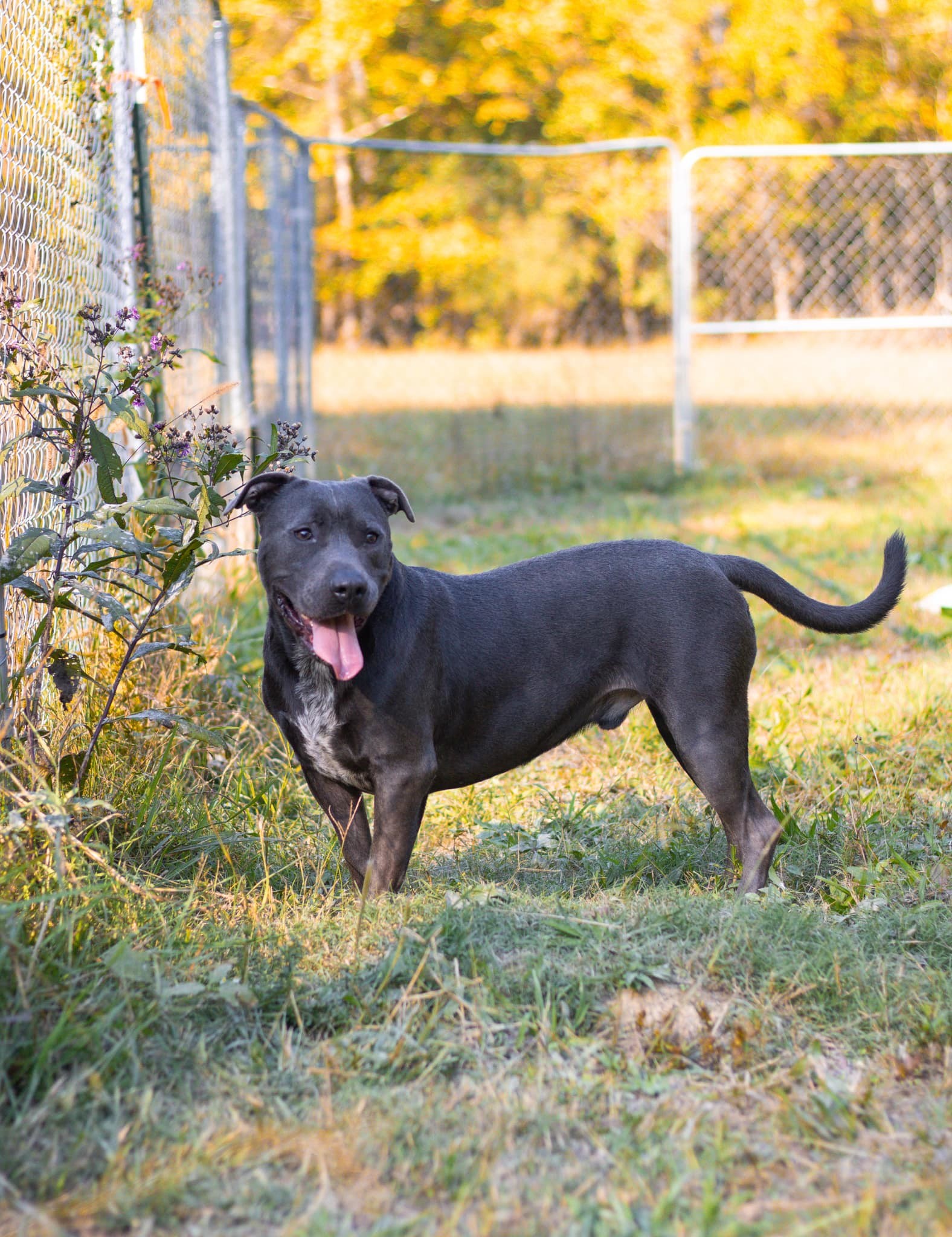 Thaddeus, an adoptable American Staffordshire Terrier in Calhoun, GA, 30701 | Photo Image 1