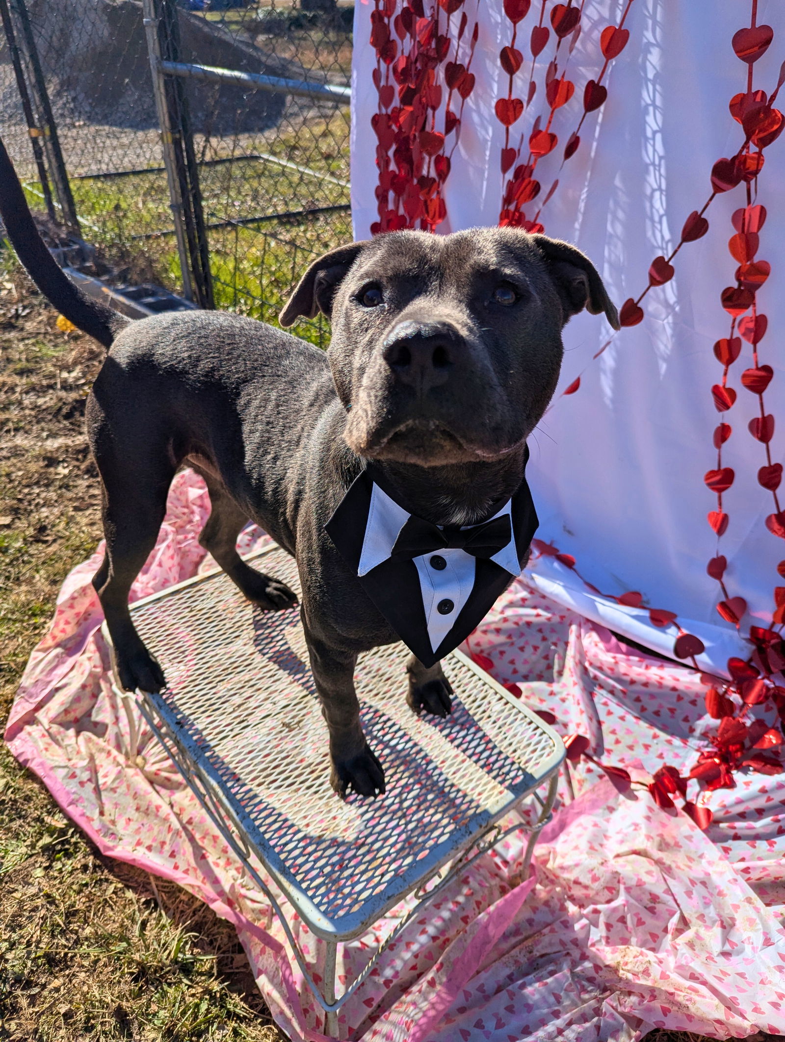 Thaddeus, an adoptable American Staffordshire Terrier in Calhoun, GA, 30701 | Photo Image 1