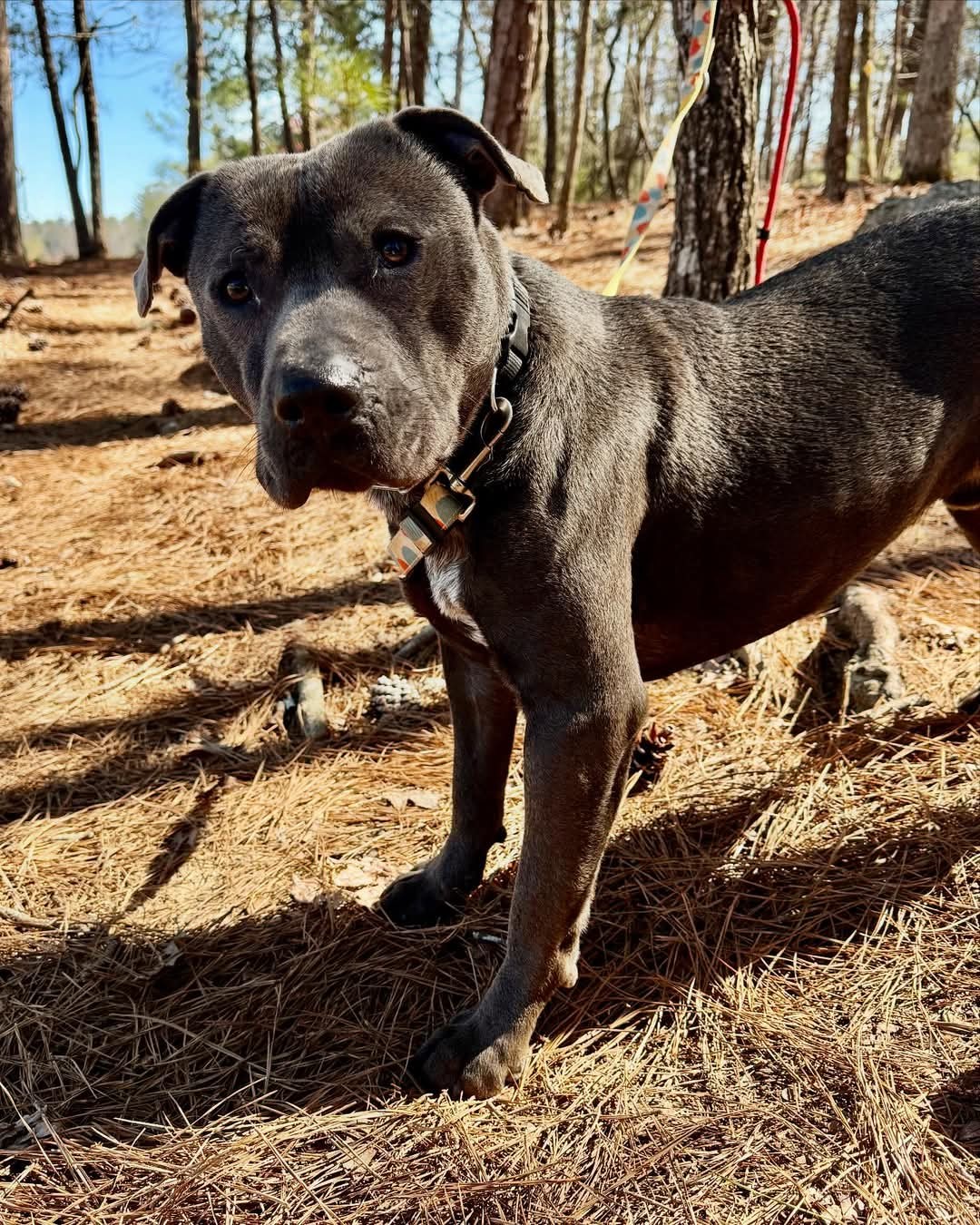 Thaddeus, an adoptable American Staffordshire Terrier in Calhoun, GA, 30701 | Photo Image 1