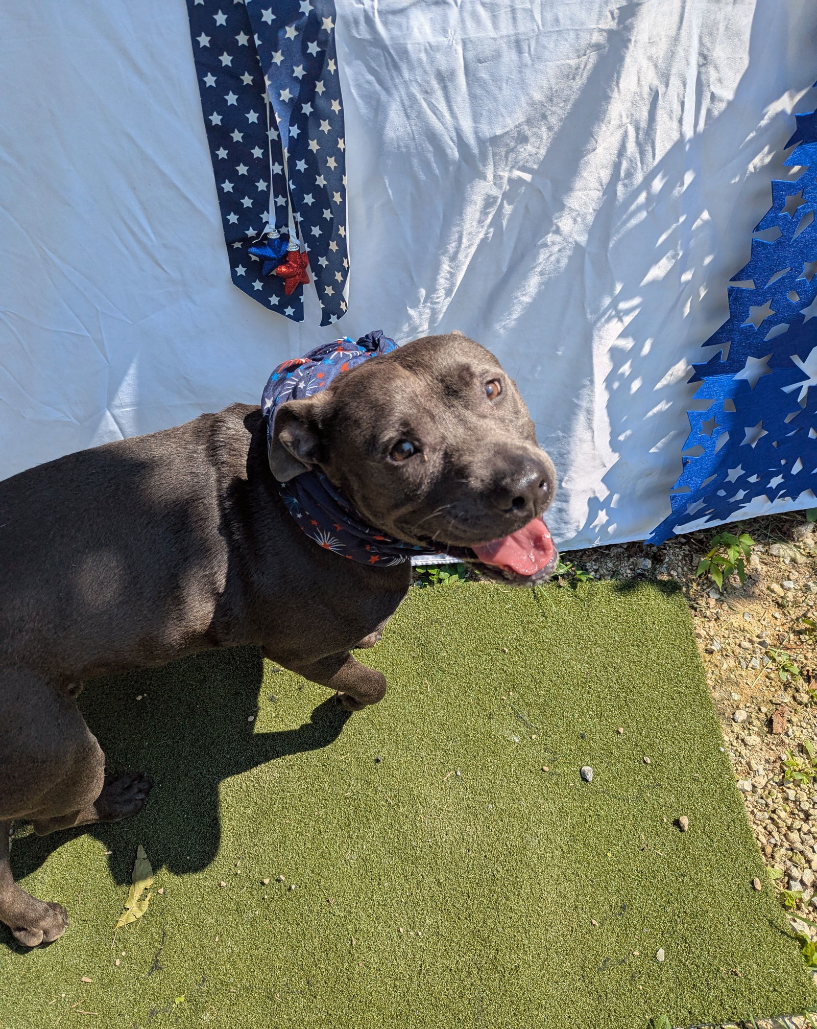 Thaddeus, an adoptable American Staffordshire Terrier in Calhoun, GA, 30701 | Photo Image 1