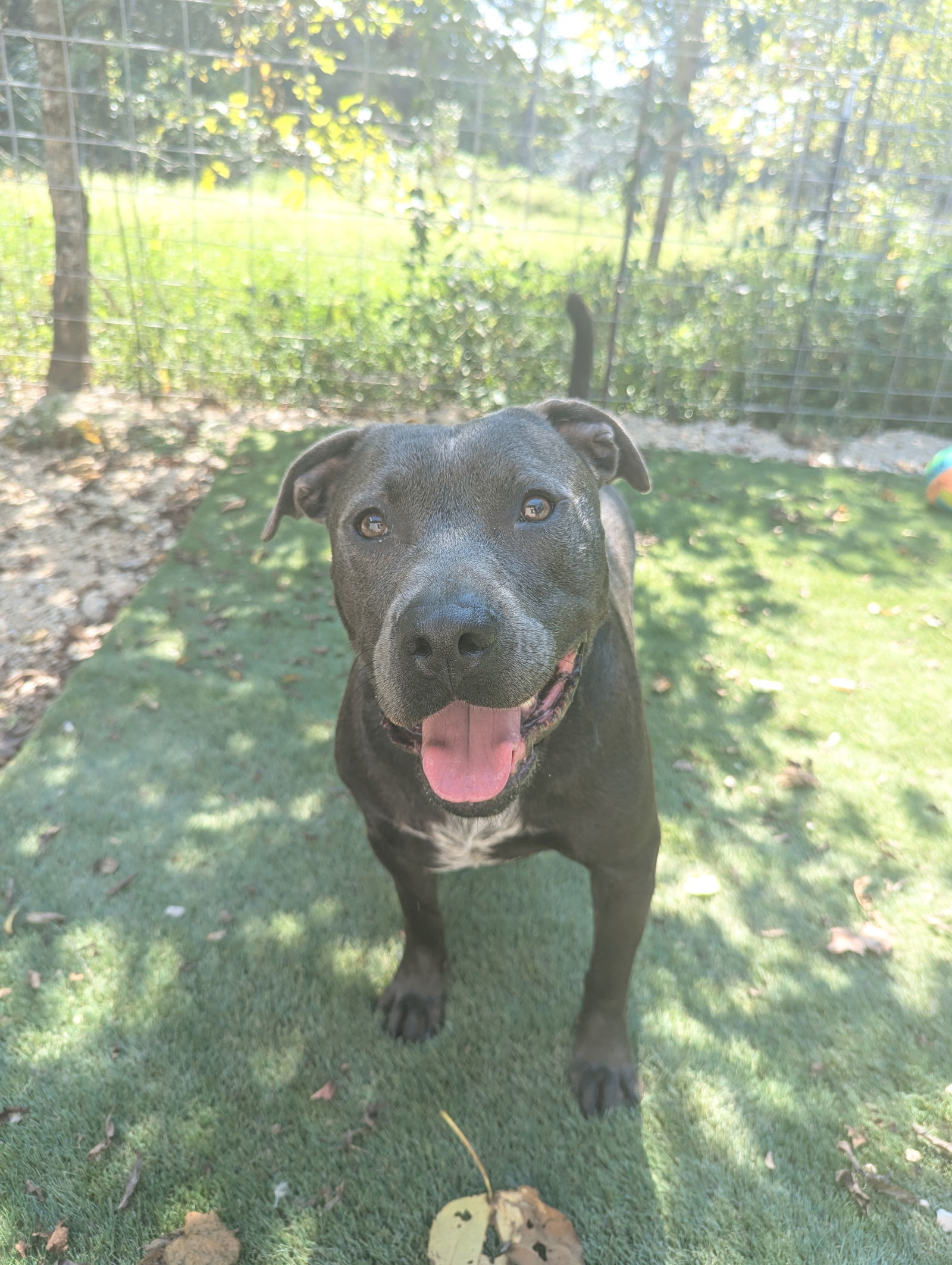 Thaddeus, an adoptable American Staffordshire Terrier in Calhoun, GA, 30701 | Photo Image 1