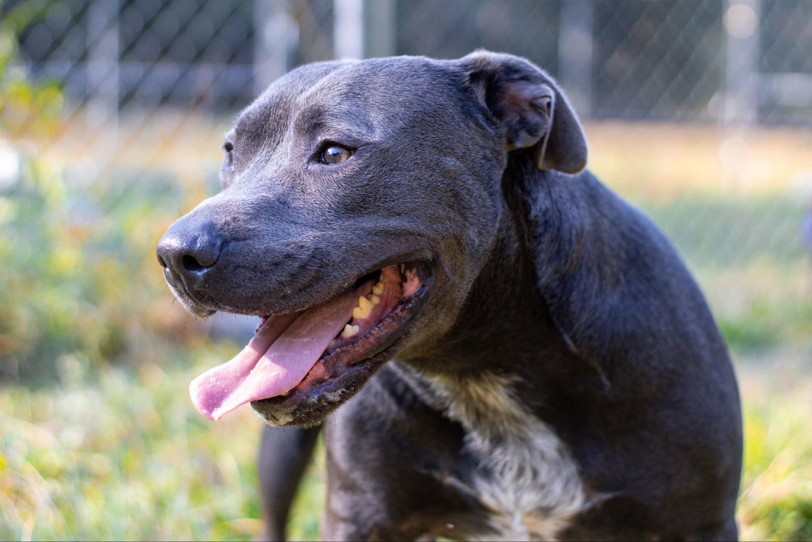 Thaddeus, an adoptable American Staffordshire Terrier in Calhoun, GA, 30701 | Photo Image 2