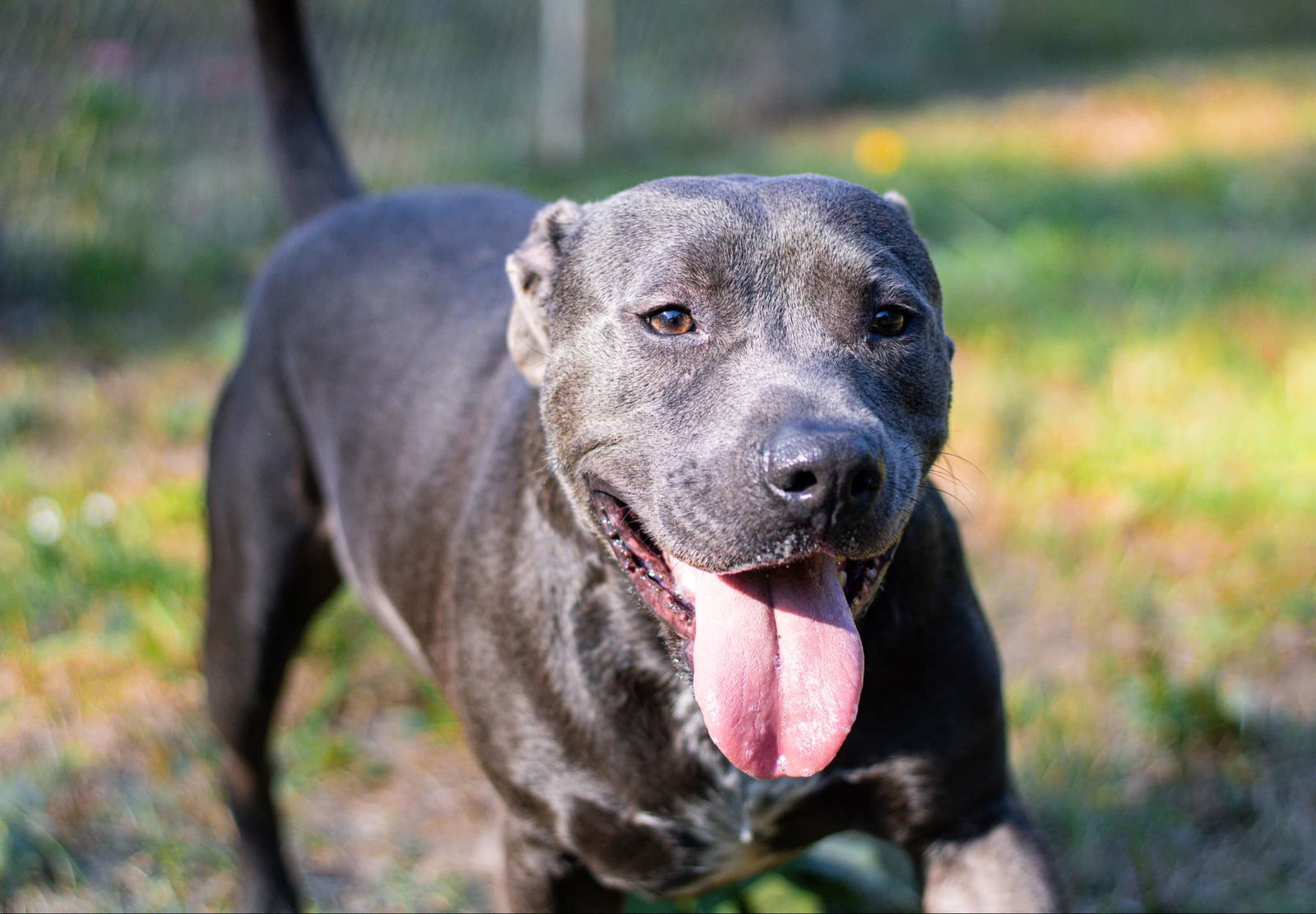 Thaddeus, an adoptable American Staffordshire Terrier in Calhoun, GA, 30701 | Photo Image 2