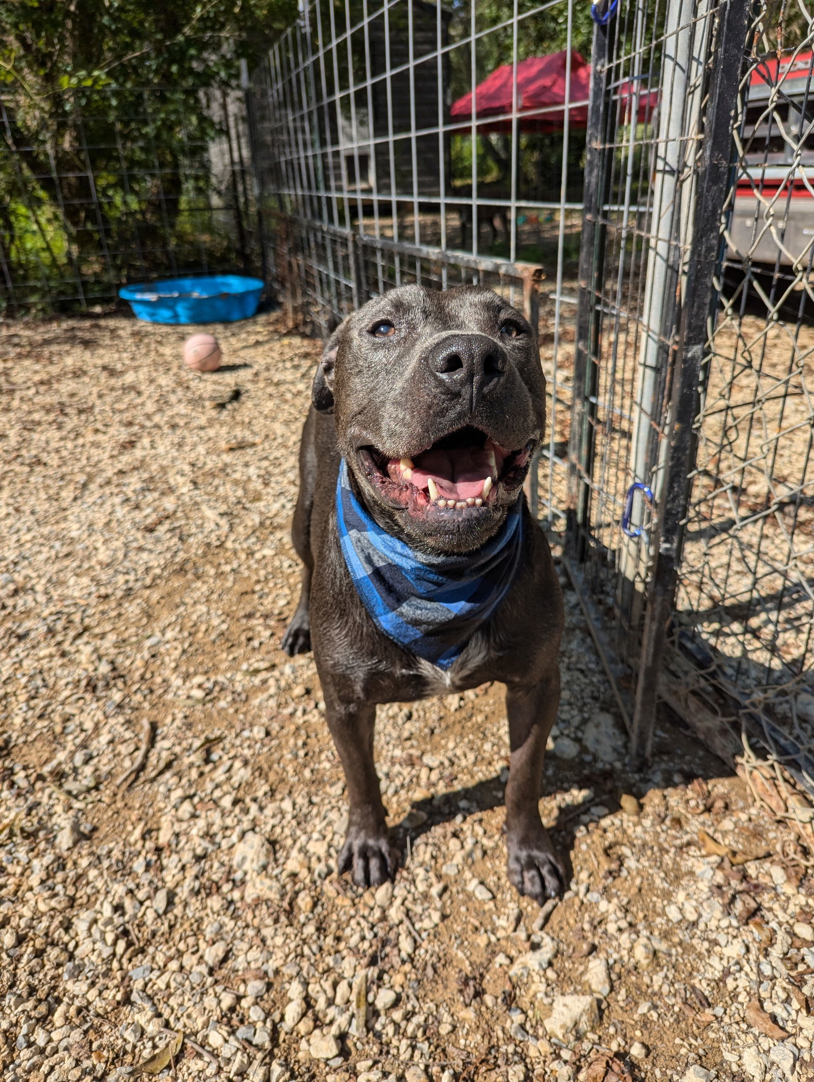 Thaddeus, an adoptable American Staffordshire Terrier in Calhoun, GA, 30701 | Photo Image 3