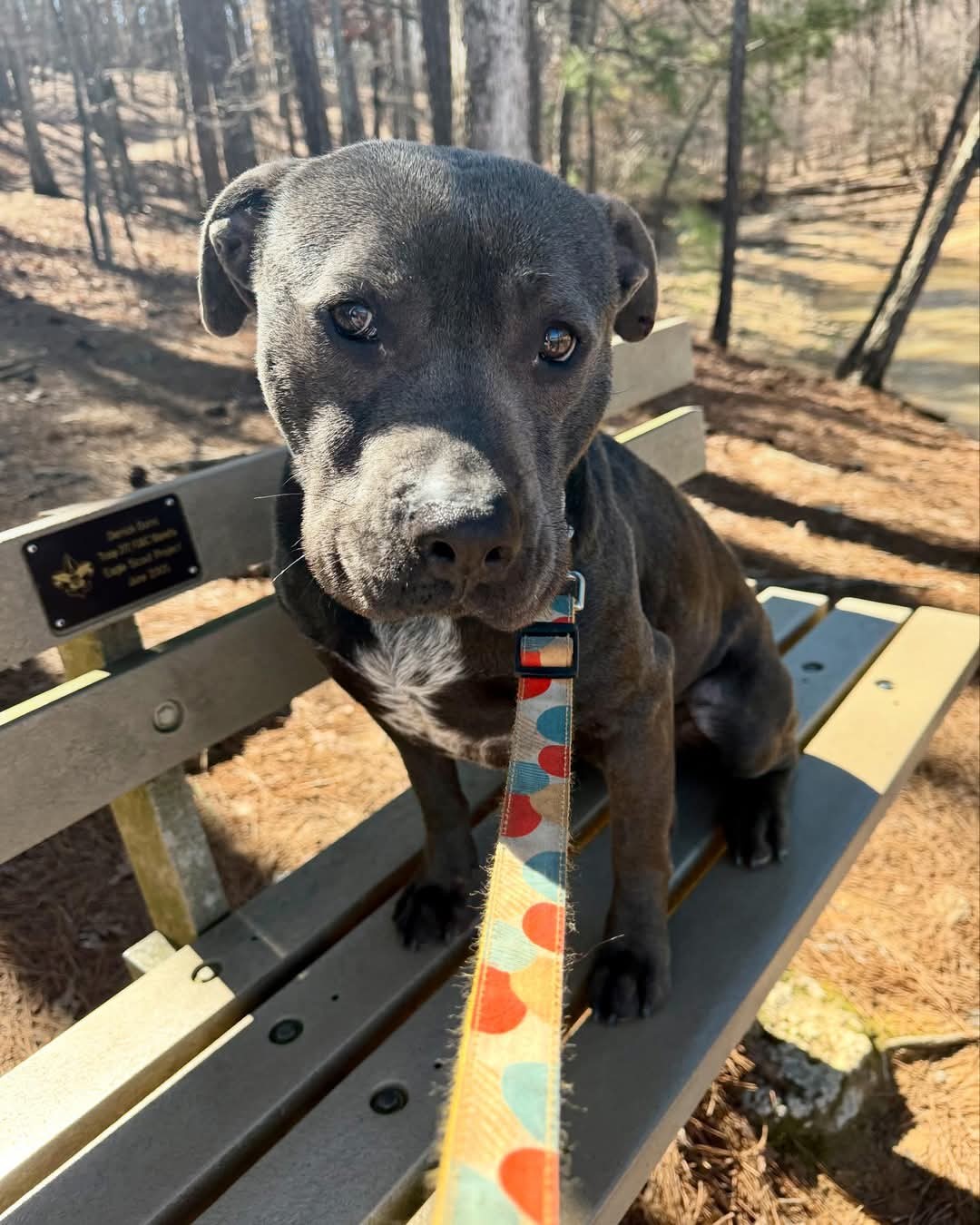 Thaddeus, an adoptable American Staffordshire Terrier in Calhoun, GA, 30701 | Photo Image 3