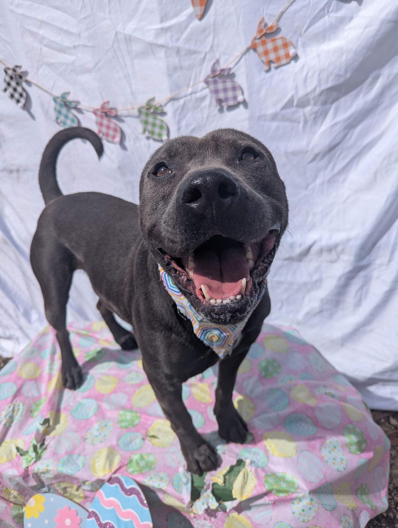 Thaddeus, an adoptable American Staffordshire Terrier in Calhoun, GA, 30701 | Photo Image 3