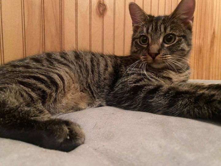 Cat for adoption - Lee , a Tabby & Tiger Mix in Perth Amboy , NJ ...