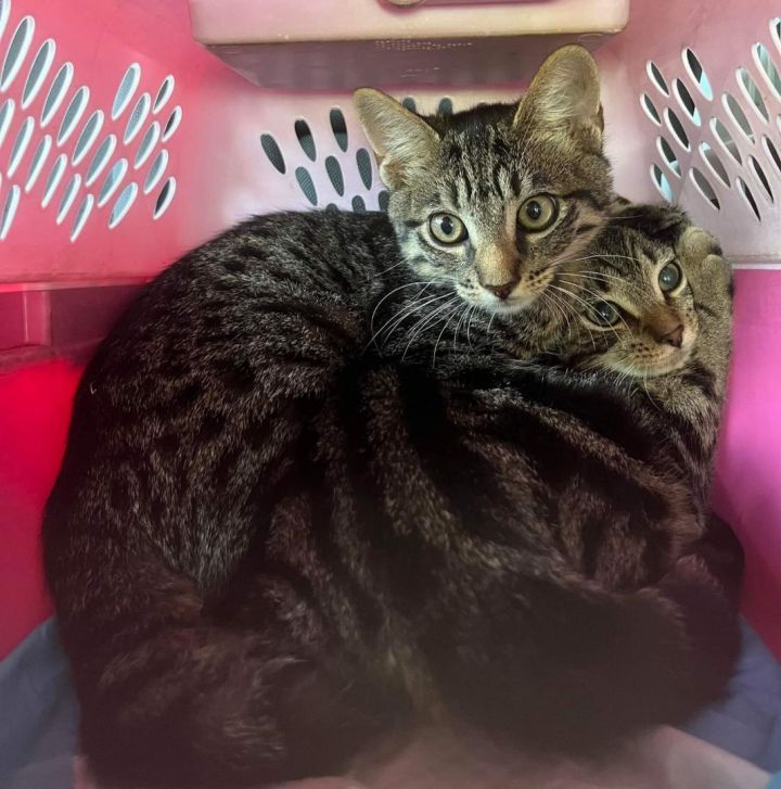 Cat for adoption - Lee , a Tabby & Tiger Mix in Perth Amboy , NJ ...